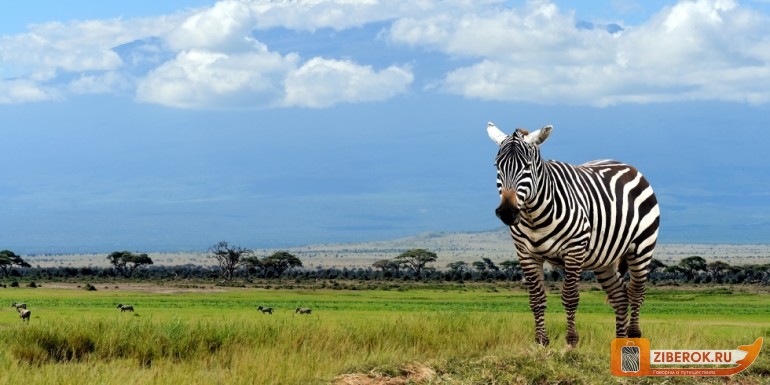 Zebry v nacionalnom parke